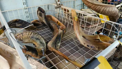 Judaism & Jewish Culture - pexels-danielrosehill-33964454.jpg