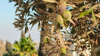 Israel - pexels-danielrosehill-34031672.jpg