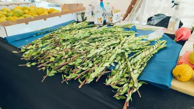 Judaism & Jewish Culture - pexels-danielrosehill-34171808.jpg