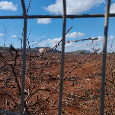 Metulla - pexels-danielrosehill-15530921.webp